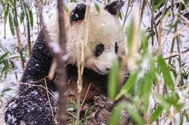 Baby panda's magical chinese characters: Livestock Grazing Harming Giant Panda Habitat Eurekalert Science News