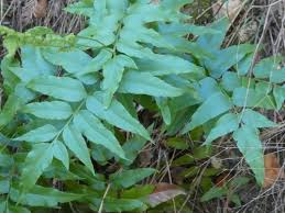 Image result for Anemiaceae