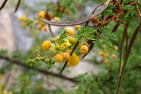 Image result for Acacia tenuispina