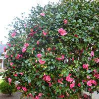 How To Grow Camellias Today S Homeowner Shrubs Plants Starting Plants From Seeds