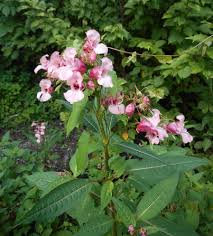 Image result for Impatiens psychadelphoides