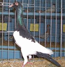 The breed was created in budapest, hungary. List Of Pigeon Breeds Wikiwand
