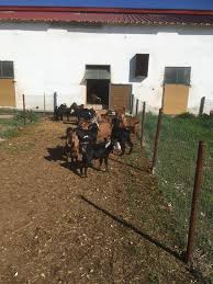 Ο ημιτελικός της «φάρμας» ξεκίνησε απόψε μέσα από την συχνότητα του αντ1. Pwloyntai Katsikia Kthnotrofikh Farma Aigwn Aigida Facebook