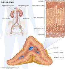 Adrenal Gland Definition Anatomy Function Britannica