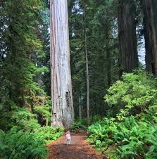 Fodor's the complete guide to the national parks of the west ready to experience the national parks of the west? Things To Do In Redwood National Park With Kids Visit Redwood With Kids