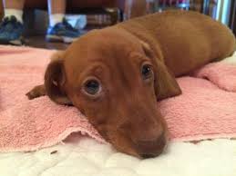 Beautiful Red Dachshund Puppy For Sale In Booneville Arkansas Classified Americanlisted Com