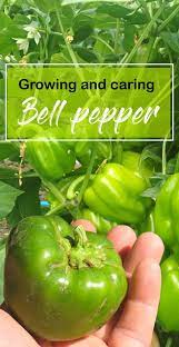How To Grow Bell Peppers In Containers Growing Bell Peppers Sweet Peppers Growing Bell Peppers Stuffed Sweet Peppers Stuffed Peppers