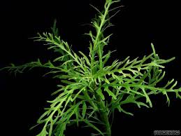 Image result for Hygrophila spiciformis