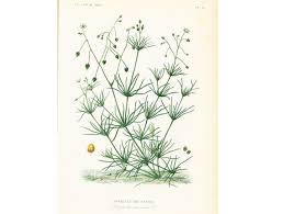 Image result for Spergula arvensis