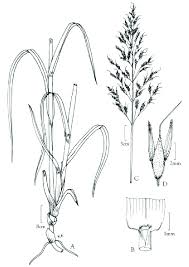 Image result for Sorghum arundinaceum