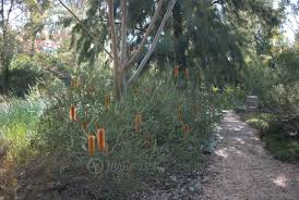 Walcott Garden Canberra Australian Garden Australian Native Garden Australian Garden Design