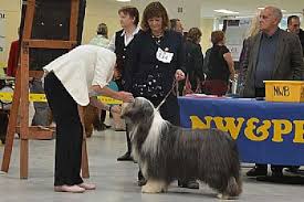 Talraz Bearded Collies