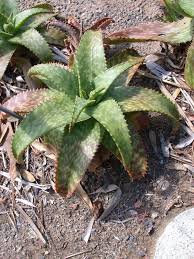 Image result for Aloe cameronii × greatheadii