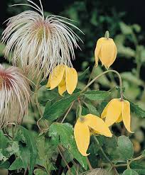 Luxuriantly flowering clematis bush vine, or ordinary, or white, or life (lat. Clematis Seeds How To Plant Clematis Flowering Vine Seeds