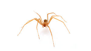 Even it is good for human health. 8 Common Spiders Harmless Or Harmful Joshua S Pest Control