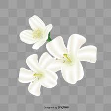 Jasmine White Flowers Decorative Material Png Transparent Clipart Image And Psd File For Free Download Flowers Cute Wallpaper Backgrounds Clip Art