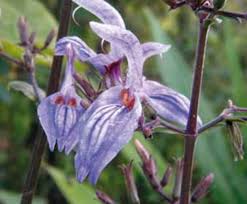 Image result for Brillantaisia cicatricosa