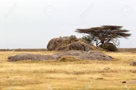 Biomes project scenery savannah chat landscape grassland biomes adventure is out there mountain landscape savanna biome. African Landscape Savanna With Trees And Rocks Landscape Photos Landscape Landscape Photography