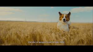 Josh gad, dennis quaid, peggy lipton vb. Cainele AdevÄƒratul Meu Prieten Home Facebook