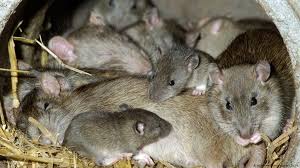 Machen sie es den ratten. Warum Ratten Wirklich Wunderbare Tiere Sind Ehrlich Wissen Umwelt Dw 07 09 2018