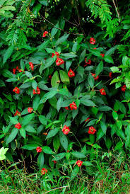 Image result for Psychotria pumila