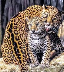 Jaguar Ile Sevimli Yavrusu Big Cats Hayvanlar Buyuk Kediler Ve Hayvan