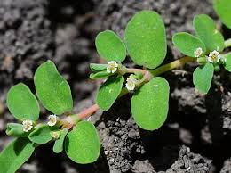Image result for Euphorbia serpens