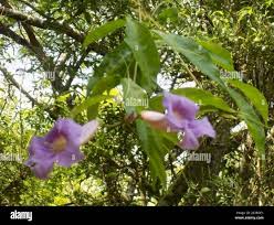 Image result for Bignonia callistegioides