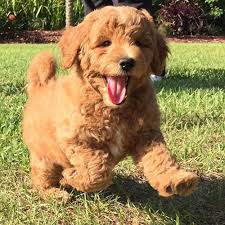 The goldendoodle gained popularity in the 1990's, and breeders soon began developing a smaller goldendoodles by introducing the mini. Adoption Process Of Goldendoodle Puppies By Moss Creek Goldendoodles In Florida