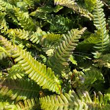 Image result for Blechnum