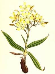 Image result for Wachendorfia