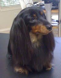 Mum is kc registered and we have the papers to show, dad is not kc registered. Dachshund Puppy Long Haired Long Haired Dachshund Dachshund