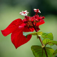Image result for Mussaenda elegans