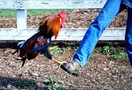Check out chickens roosters on ebay. How Harmful Are Roosters Quora