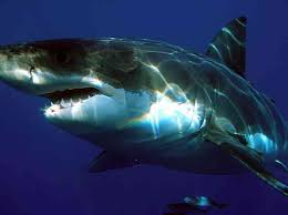 Ketam, udang, berudu, ikan jerung, kulit lembap: Ciri Ciri Ikan Klasifikasi Sistem Pembiakan Biologi Thpanorama Buat Diri Anda Lebih Baik Hari Ini