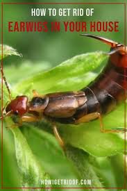 Maybe you would like to learn more about one of these? How To Get Rid Of Earwigs In House And Keep Them From Getting Back Inside How I Get Rid Of