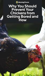 Why You Should Prevent Your Chickens From Getting Bored And How In 2020 Chickens Animals Of The World Homestead Chickens