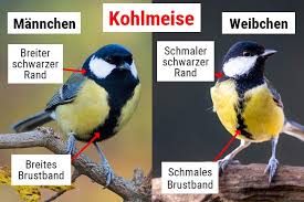Image result for Kohlmeise vogelhouse