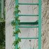 Tied up tomato vine with many tomatoes, own. 1