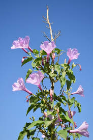 Image result for Ipomoea carnea