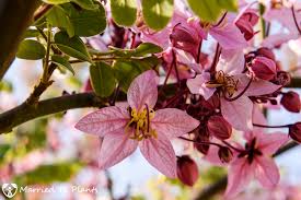 Image result for Cassia agnes