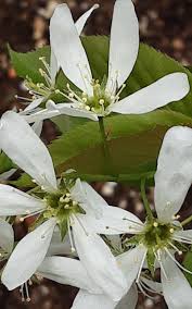 Image result for Amelanchier laevis