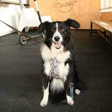 Pin On Dogs Of San Diego