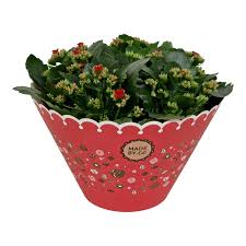 Image result for Kalanchoe rosalina