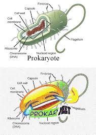 Deep Fried Biology Meme Biology Memes Science Memes Classroom Memes