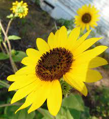 Native Sunflowers In My Yard North Texas Virtual Flowers Plants Wild Flowers