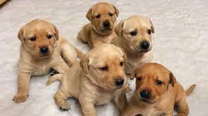 Adachar labs have beautiful puppies available 2 chocolate males 1 black male beautiful natured, affectionate and loving beautiful litter of pedigree labrador puppies. 4 Week Old Labrador Puppies Weaning For The First Time Youtube