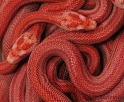 Red Snake Red Aesthetic Snake Lovers Aesthetic