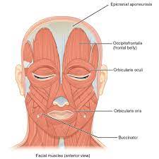 Median plane they drain back of the scalp and back of upper part of neck. Muscles Of The Head Neck And Back Illustrations Radiology Case Radiopaedia Org