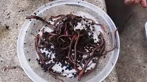 Jumping worms appear to have many of the same effects, except that they grow larger and exist in dense colonies, sometimes numbering more than a hundred individuals per square meter of ground. Jumping Worms That Thrash Wildly When Disturbed Invade Us From East Asia Daily Mail Online